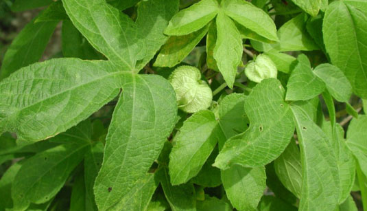 Dalechampia scandens